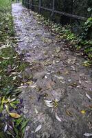 molhado estrada com folhas foto