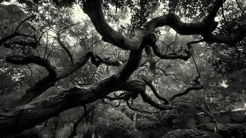 ai gerado torcido árvore galhos dentro a velho carvalho floresta foto