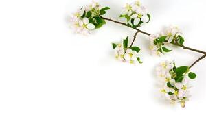 ramo do Primavera maçã Flor em uma branco fundo. foto