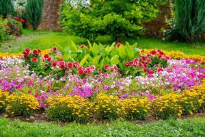 baixo crescimento herbáceo plantas com lindo delicado Rosa flores panorama Projeto. foto