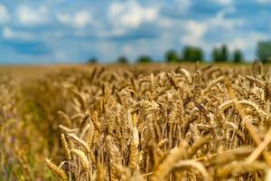 maduro trigo contra lindo céu com nuvens. dourado trigo. seletivo foco. fechar acima. foto