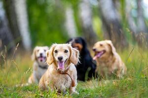 pequeno procriar cachorros corrida ar livre. feliz andar do cães. cachorros em natureza background. pequeno raças. foto