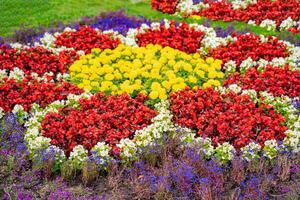 canteiro de flores com amarelo e vermelho flores panorama Projeto. colorida flores foto