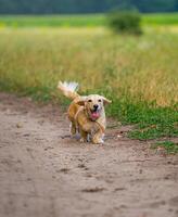 pequeno procriar cachorro corrida ar livre. feliz andar do uma cachorro. cachorro em natureza background. pequeno raças. foto
