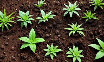 ai gerado plantas crescendo a partir de solo, plantar progresso, crescendo plantar, crescer acima a partir de terra foto