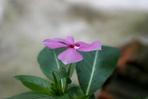 lindo Rosa catharanthus roseus. Está Além disso conhecido Como capa pervinca, cemitério plantar, velho empregada doméstica, anual vinca multiflora, apocynaceae floração plano foto