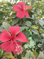 criativo disposição fez do verde folhas e vermelho flor.plana leigo.natureza consept foto