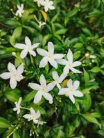 criativo disposição fez do verde folhas e branco flor.plana leigo.natureza consept foto