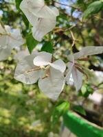 criativo disposição fez do verde folhas e branco flor.plana leigo.natureza consept foto