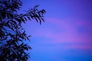 silhueta de uma árvore contra um céu azul foto