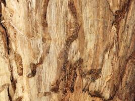 fibras do podre madeira comido de insetos. vintage madeira fundo foto