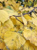 outono amarelado folhagem. fundo do amarelo folhas. amarelo folhas em uma árvore ramo foto