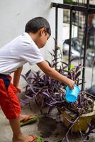 fofa 5 ano velho ásia pequeno Garoto é rega a plantar dentro a panelas localizado às casa sacada, amor do doce pequeno Garoto para a mãe natureza durante rega para dentro plantas, criança plantio foto