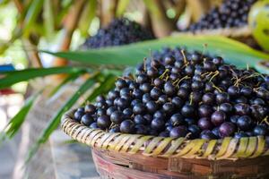 ai gerado Açaí bagas dentro cesta representando antioxidante superalimento com orgânico nutrição e maduro fruta benefícios foto