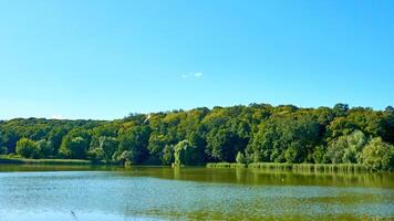 floresta azul lago cercado de árvores e juncos.calmo verão foto