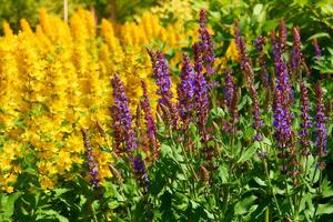 matagais do Maravilhoso Loosestrife, sábio flores dentro a cidade parque jardim foto