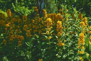 matagais do Maravilhoso amarelo loosestrife flores dentro a cidade parque jardim foto