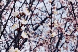 adorável Primavera flores do fruta árvores uma árvore crescido para Está fruta foto