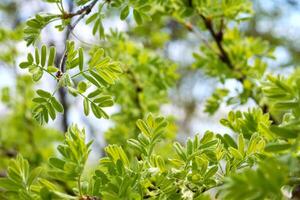 vegetação a partir de concurso Primavera galhos e folhas foto