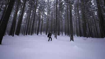 homem anda em e danças dentro inverno floresta. meios de comunicação. à moda homem anda em dentro inverno floresta. bêbado ou alegre homem dançando em andar dentro inverno floresta foto