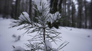 pequeno crescendo abeto árvore dentro inverno floresta. meios de comunicação. fechar-se do pequeno crescendo abeto árvore dentro selvagem floresta dentro inverno. pequeno solitário abeto árvore cresce dentro selvagem inverno floresta foto