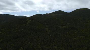 topo Visão do lindo montanha panorama com floresta verde vale. grampo. denso vegetação do verde floresta dentro montanhas. surpreendente montanhas com denso verde floresta com Está próprio ecossistema foto