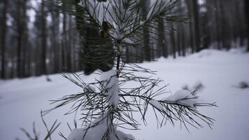 pequeno crescendo abeto árvore dentro inverno floresta. meios de comunicação. fechar-se do pequeno crescendo abeto árvore dentro selvagem floresta dentro inverno. pequeno solitário abeto árvore cresce dentro selvagem inverno floresta foto