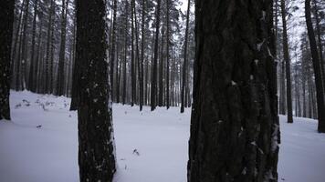 lindo Visão dentro inverno floresta dentro queda de neve. meios de comunicação. inverno floresta dentro Nevado clima. lindo andar dentro inverno neve floresta foto