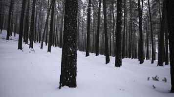 lindo mergulho para dentro inverno floresta. meios de comunicação. vídeo andar dentro calma inverno floresta. lindo selvagem floresta com neve em inverno dia foto