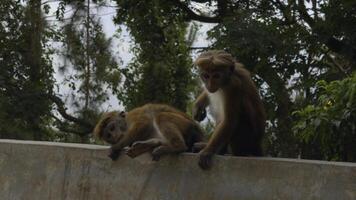 lindo vermelho macacos dentro tropical parque. Ação. selvagem macacos em caminhada trilhas dentro selva. lindo brincalhão macacos dentro tropical lugares foto