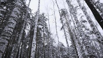 Visão do floresta e tops do coroas dentro inverno. meios de comunicação. animado Veja às inverno floresta com árvore coroas. vertical panning do floresta em inverno dia foto