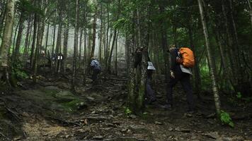 grupo do turistas é caminhando em montanha trilha dentro denso floresta. grampo. turistas escalar montanha declive dentro verde floresta. turistas andar ao longo a trilha acima floresta declive foto