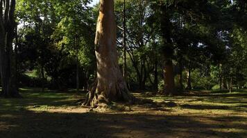 luz solar brilha dentro uma lindo velho crescimento floresta. Ação. sequóia maciço verde árvores em uma verão ensolarado dia. foto