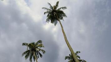 exuberante verde Palma árvores contra nuvem céu. Ação. vegetação em uma tropical ilha. foto