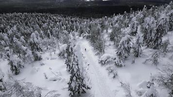 aéreo topo baixa Visão do caminhantes caminhando 1 de 1 dentro inverno floresta. grampo. Viajantes explorando Nevado floresta. foto