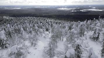 aéreo Visão do uma pessoas caminhando entre neve coberto pinho árvores dentro uma inverno floresta. grampo. conceito do viajando e caminhada. foto