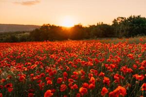 campo papoilas pôr do sol luz bandeira. vermelho papoilas flores flor dentro Prado. conceito natureza, ambiente, ecossistema. foto