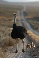 ai gerado avestruz e filhotes caminhando em estrada foto