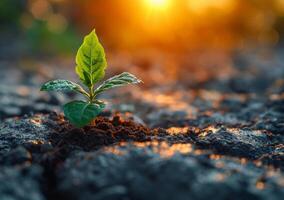 ai gerado jovem plantar crescendo dentro a manhã luz e caloroso luz solar foto