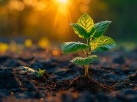 ai gerado jovem plantar crescendo em a solo com luz do a pôr do sol foto