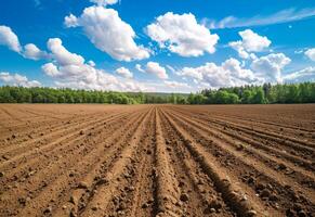 ai gerado sulcos. agrícola campo em que crescer acima batatas foto