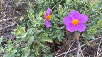 Mediterrâneo Prado Primavera flores perto para Barcelona foto