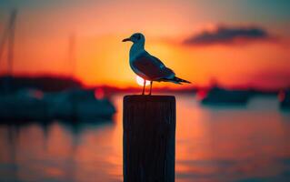 ai gerado tranquilo gaivota às pôr do sol foto