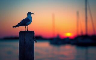 ai gerado pôr do sol silhueta do uma gaivota às a Porto foto