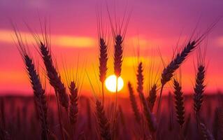 ai gerado trigo campo pôr do sol silhueta foto