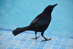 deslumbrante comum grackle às a Beira do a água foto