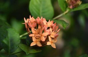 bonita pêssego colori flores florescendo e floração foto