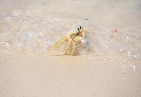 fantasma caranguejo dentro raso oceano águas foto