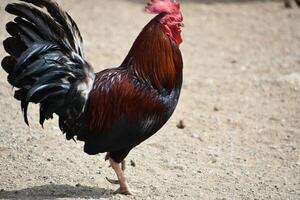 lado perfil do uma galo em uma Fazenda foto