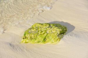 maré indo Fora com uma algas coberto Rocha em de praia foto